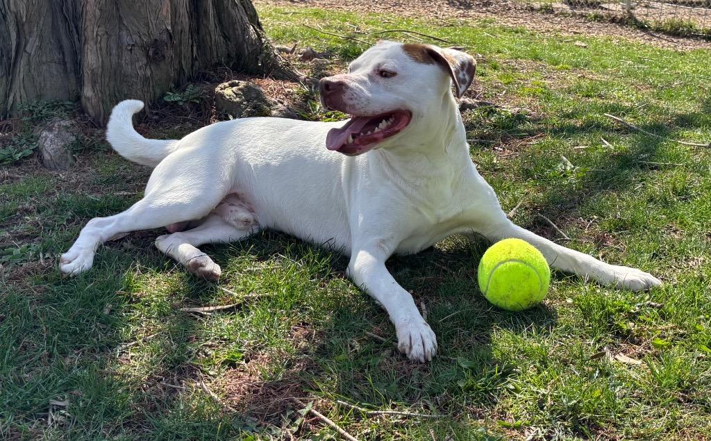 Enlarge snowcone, a Adoptable Pit Bull Terrier in Greencastle, IN image 6/6