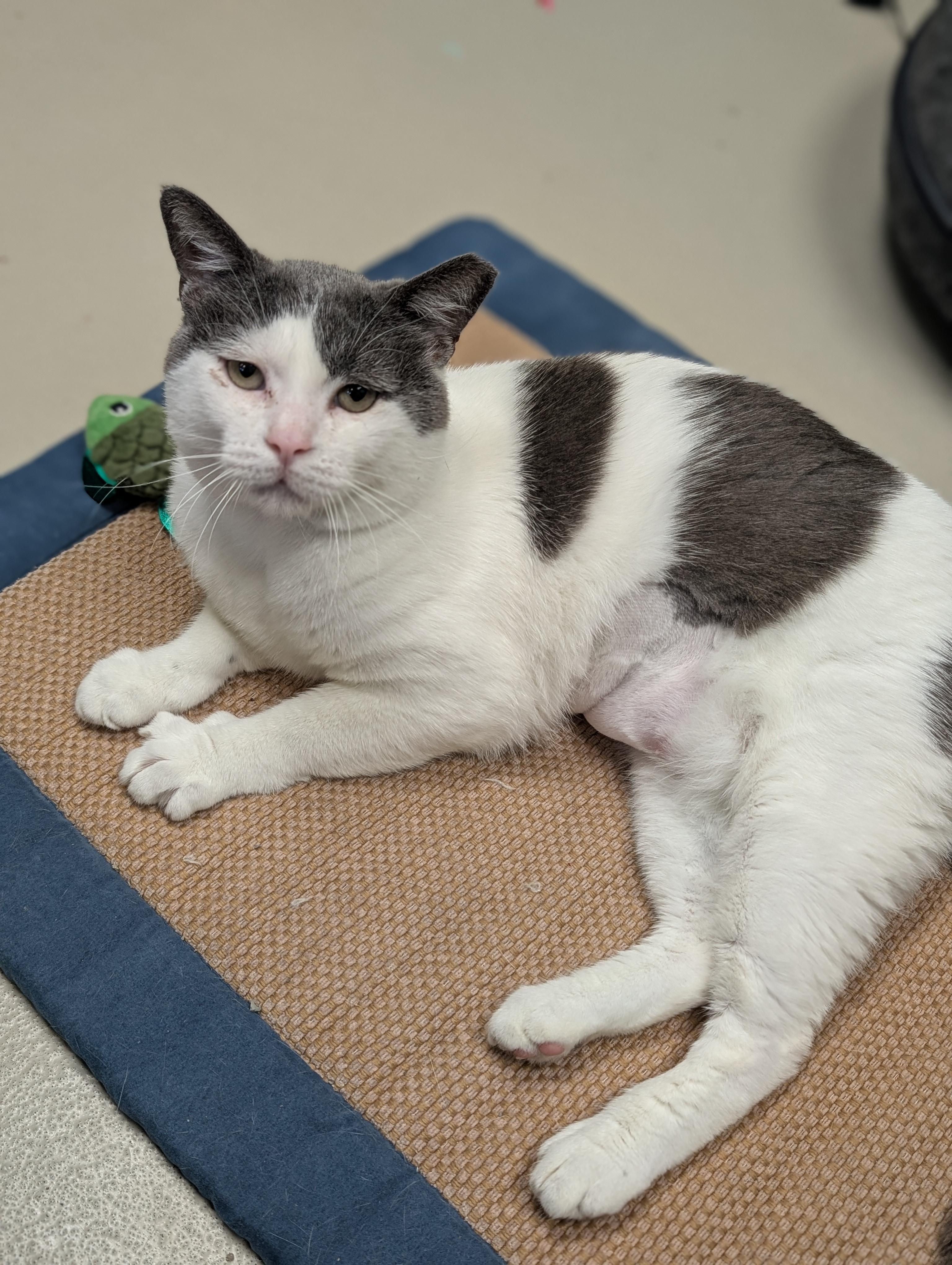 Peanut Buster Parfait - Name Your Own Adoption Fee, an adoptable Domestic Short Hair in Jefferson, WI image 4/6