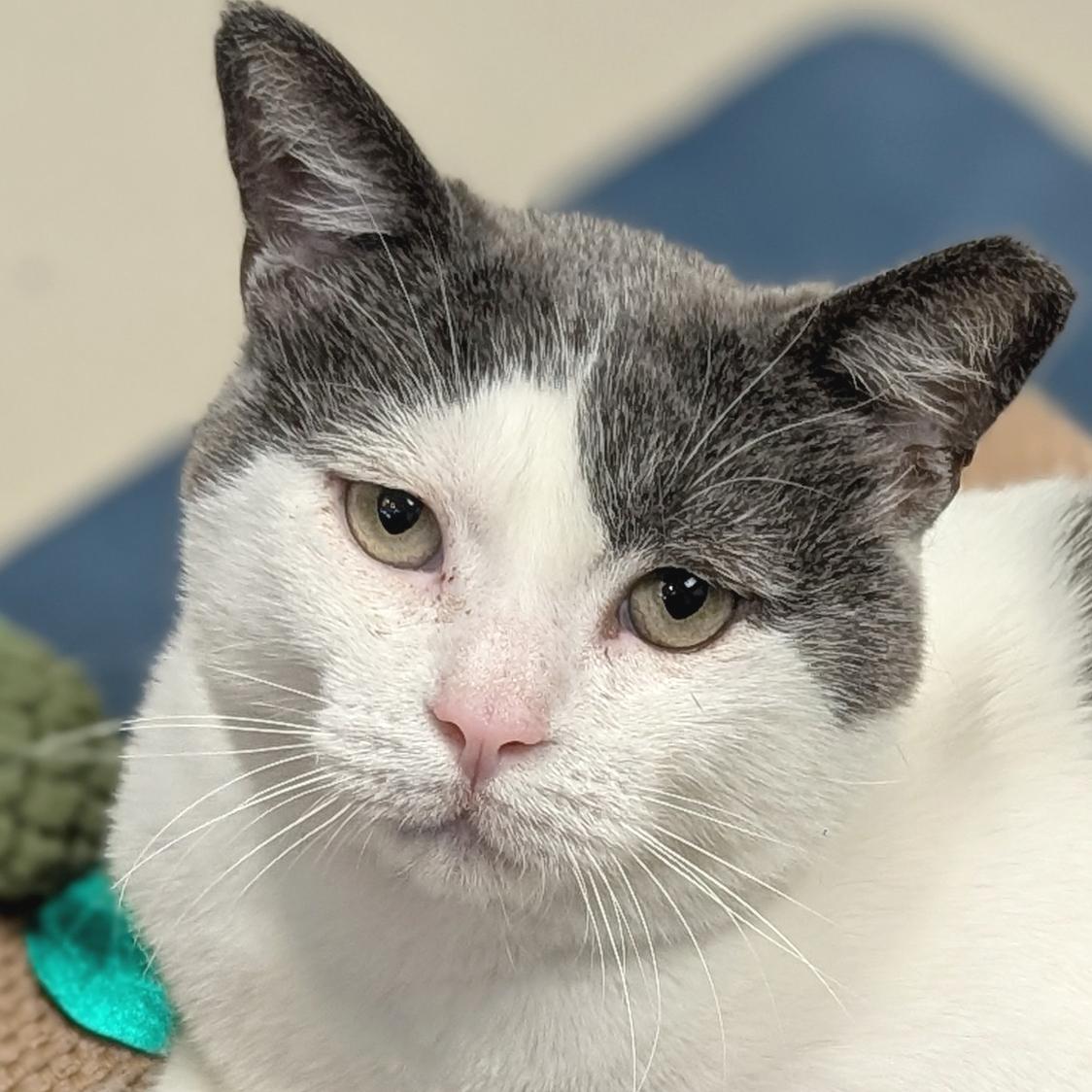 Peanut Buster Parfait - Name Your Own Adoption Fee, adoptable, Adult Male Domestic Short Hair.