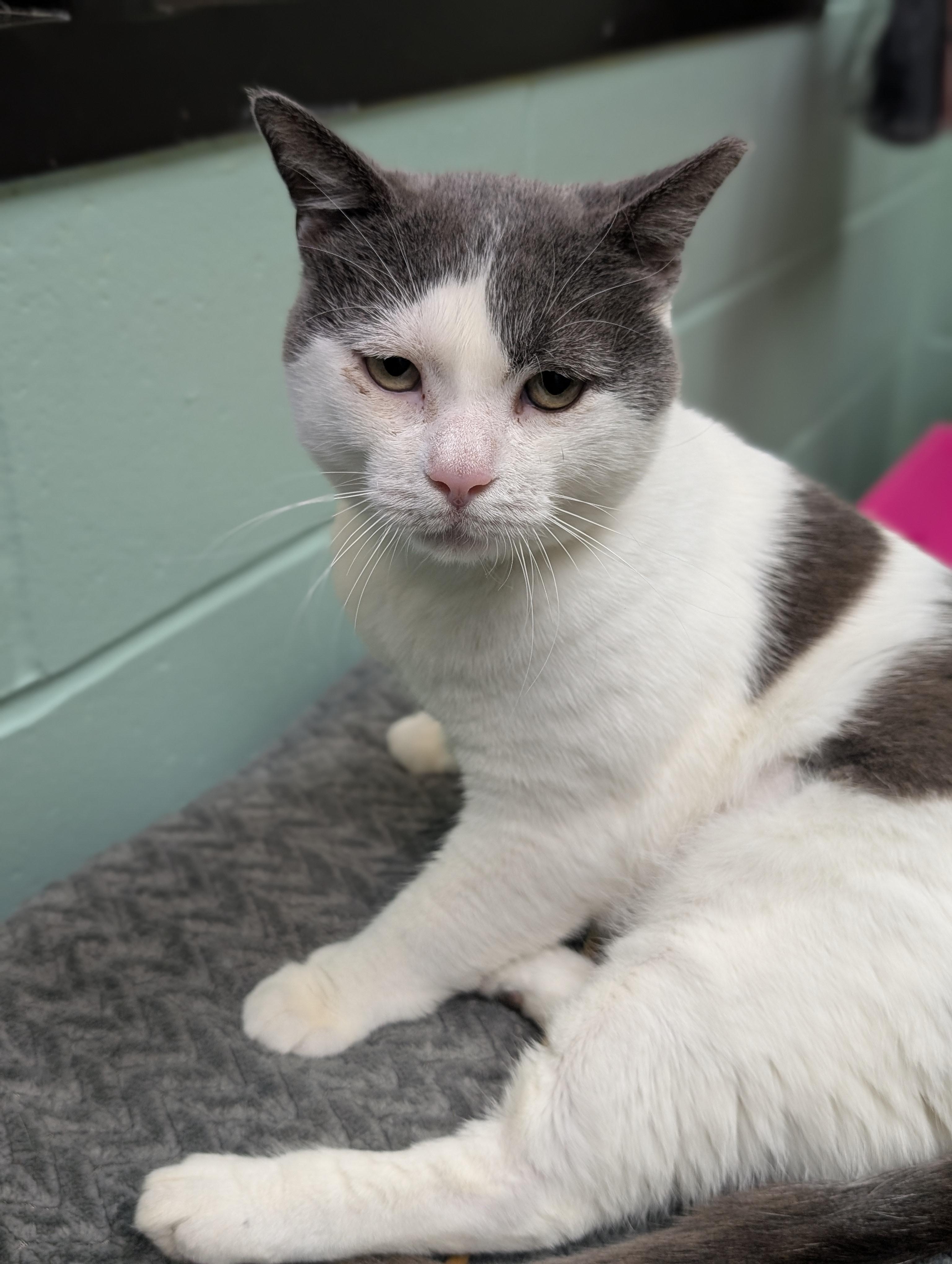 Peanut Buster Parfait - Name Your Own Adoption Fee, an adoptable Domestic Short Hair in Jefferson, WI image 5/6
