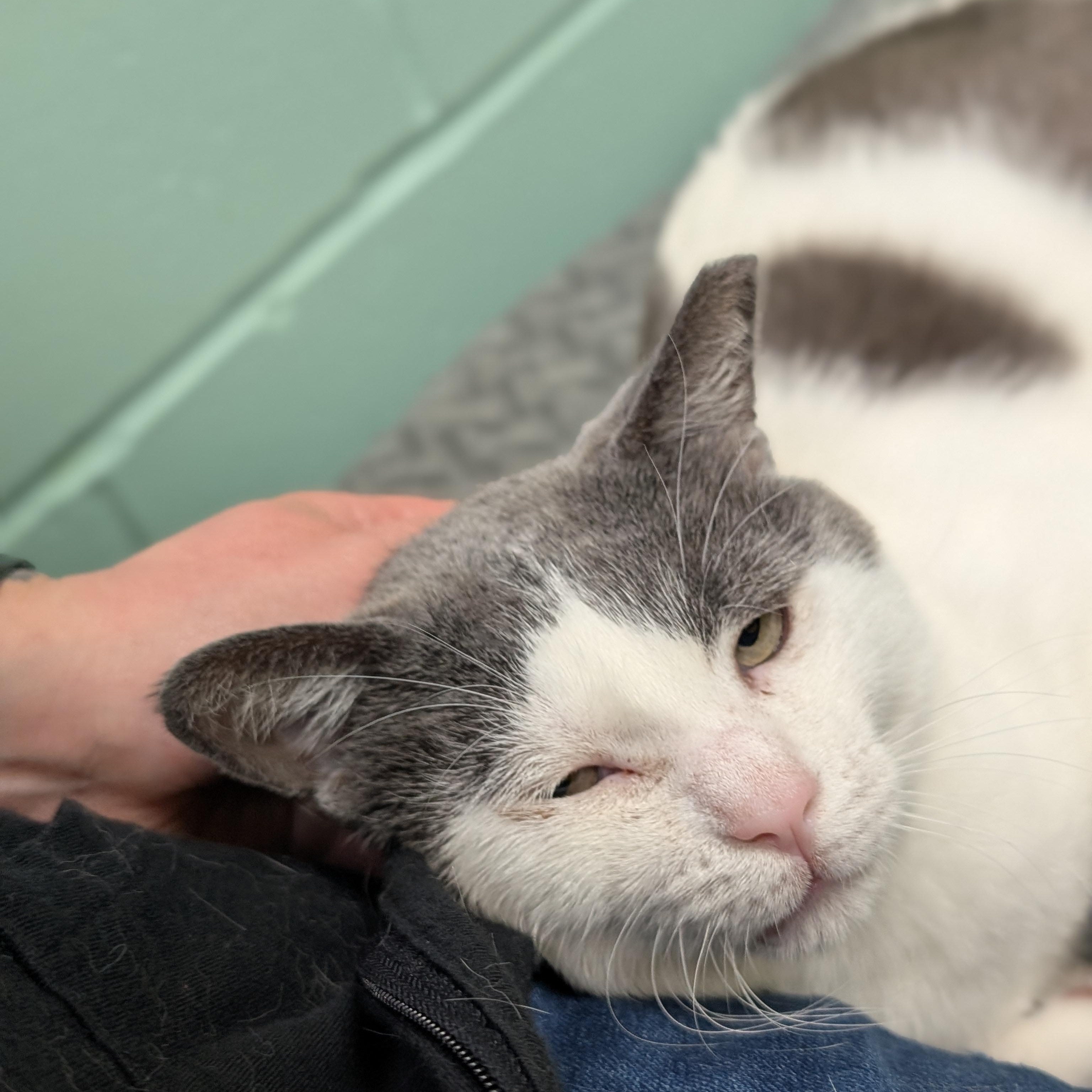 Peanut Buster Parfait - Name Your Own Adoption Fee, an adoptable Domestic Short Hair in Jefferson, WI image 6/6