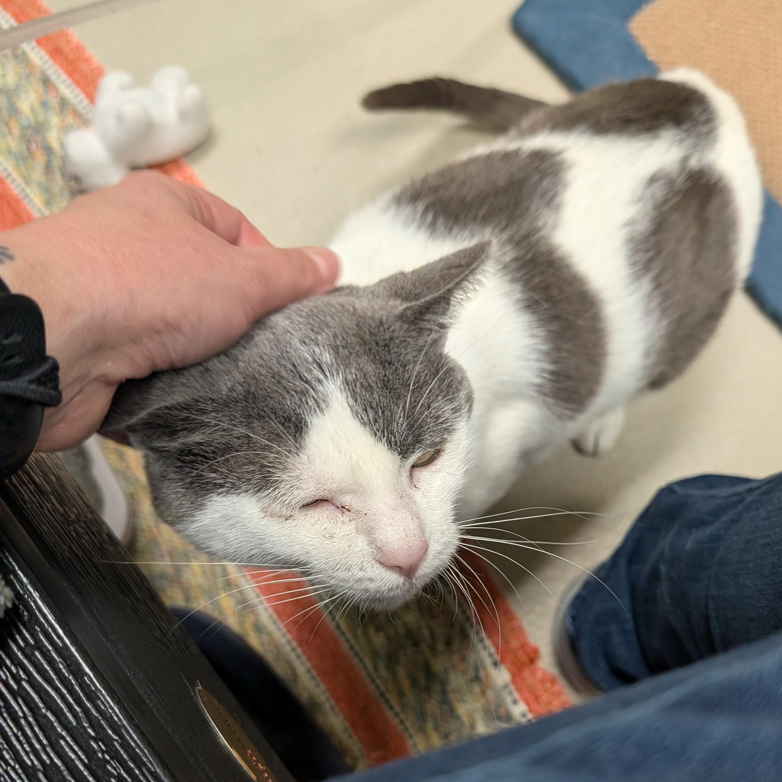 Peanut Buster Parfait - Name Your Own Adoption Fee, an adoptable Domestic Short Hair in Jefferson, WI image 2/6
