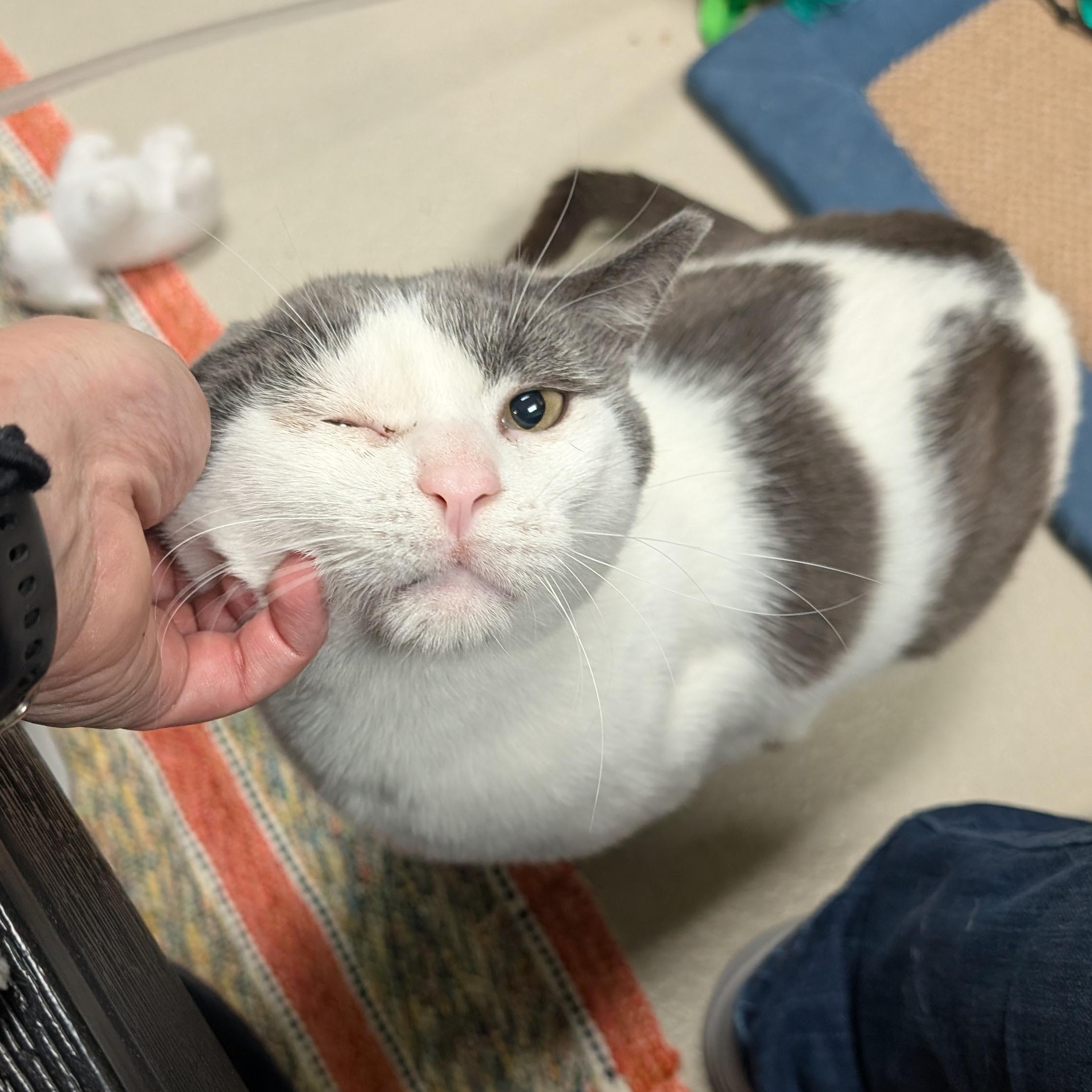 Peanut Buster Parfait - Name Your Own Adoption Fee, an adoptable Domestic Short Hair in Jefferson, WI image 3/6