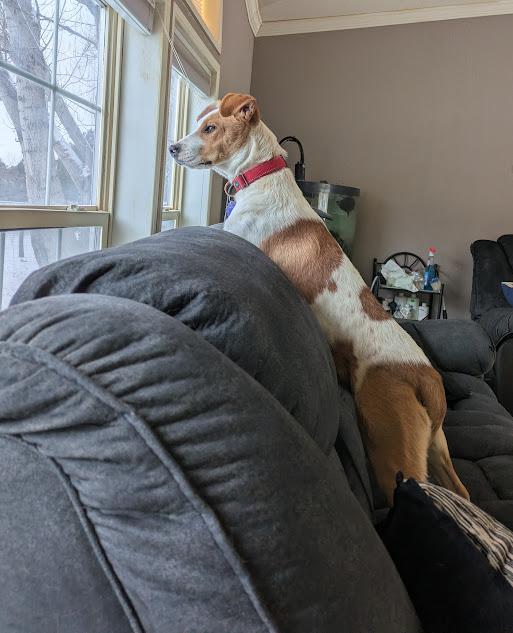 Layla, a Adopted mixed breed in Broomfield, CO image 2/5