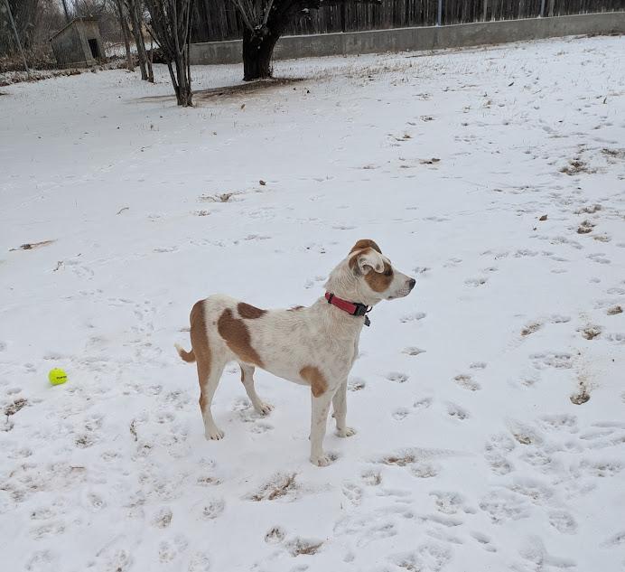 Layla, a Adopted mixed breed in Broomfield, CO image 3/5