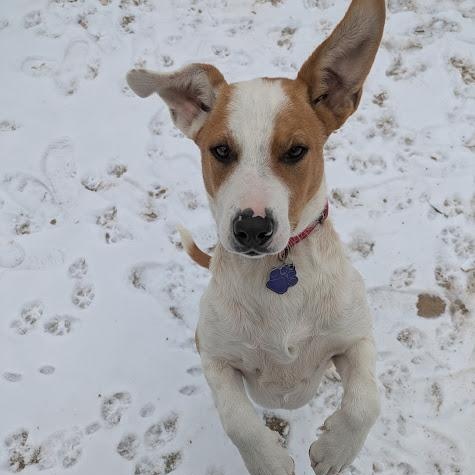 Layla, Adopted, Puppy Female Hound.