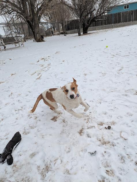Layla, a Adopted mixed breed in Broomfield, CO image 4/5