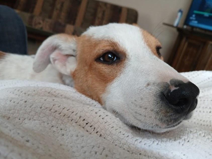 Layla, a Adopted mixed breed in Broomfield, CO image 5/5