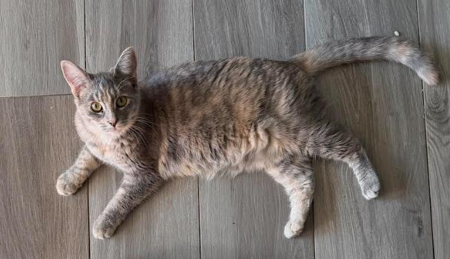 Enlarge Salsa, a Adoptable mixed breed in Fremont, CA image 1/4