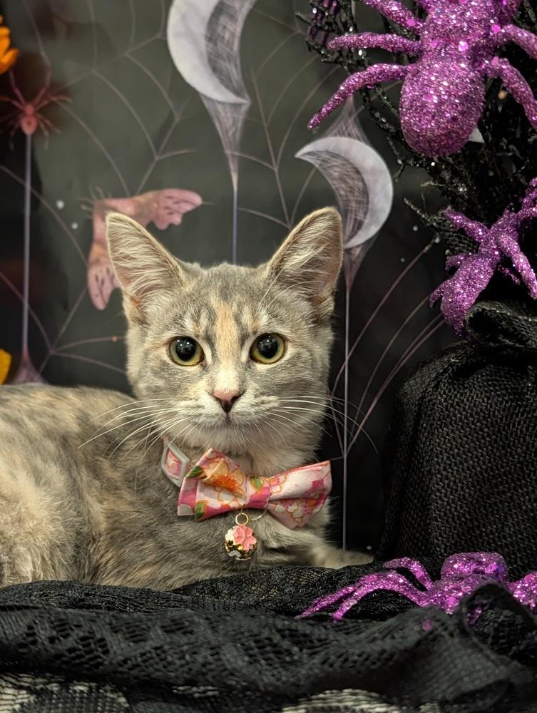 Enlarge Salsa, a Adoptable mixed breed in Fremont, CA image 3/4