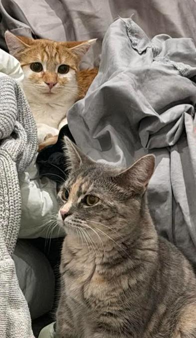 Enlarge Salsa, a Adoptable mixed breed in Fremont, CA image 4/4