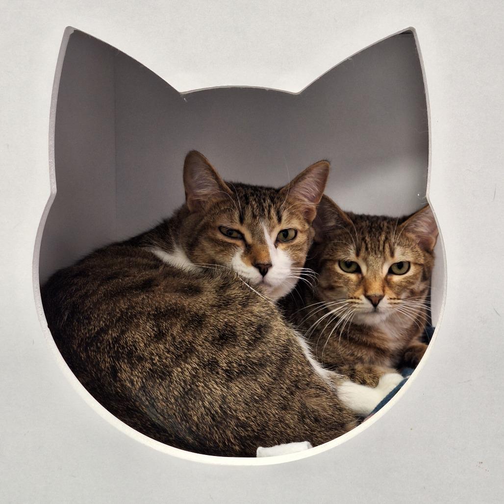 Andrea, Adoptable, Young Female Domestic Short Hair.