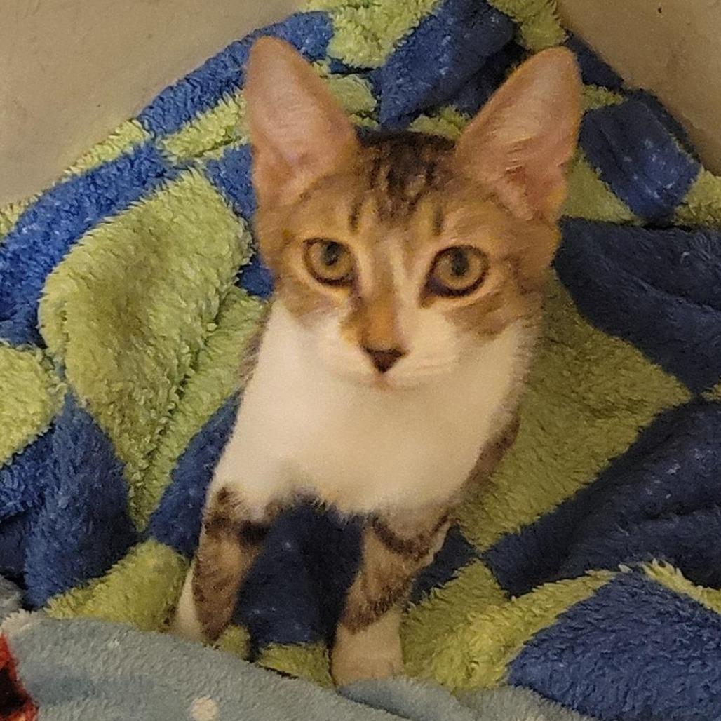 Andrea, a Adoptable Domestic Short Hair in Boston, MA image 2/2