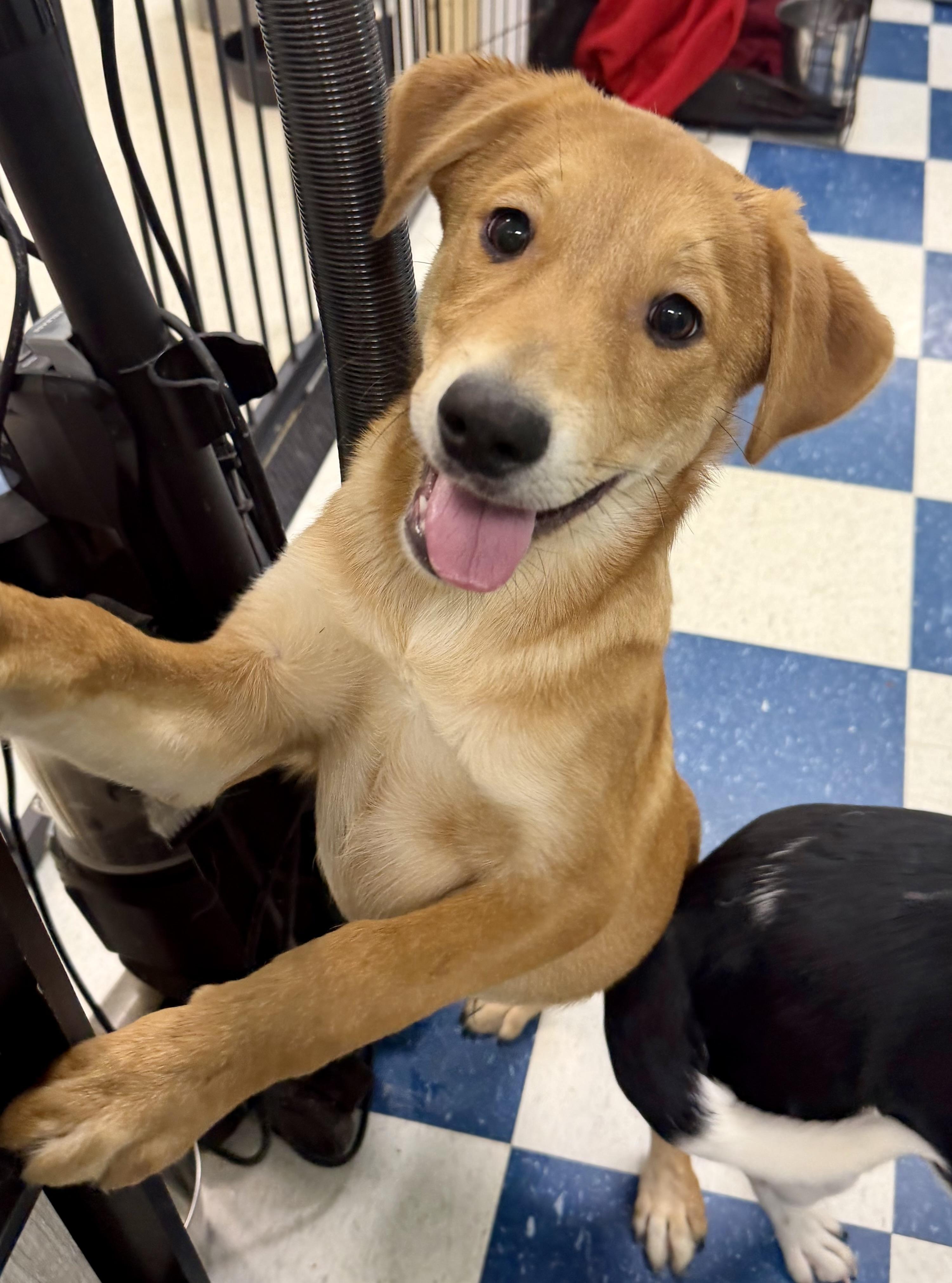 Enlarge Commander, a ADOPTABLE mixed breed in Auburn, AL image 1/3