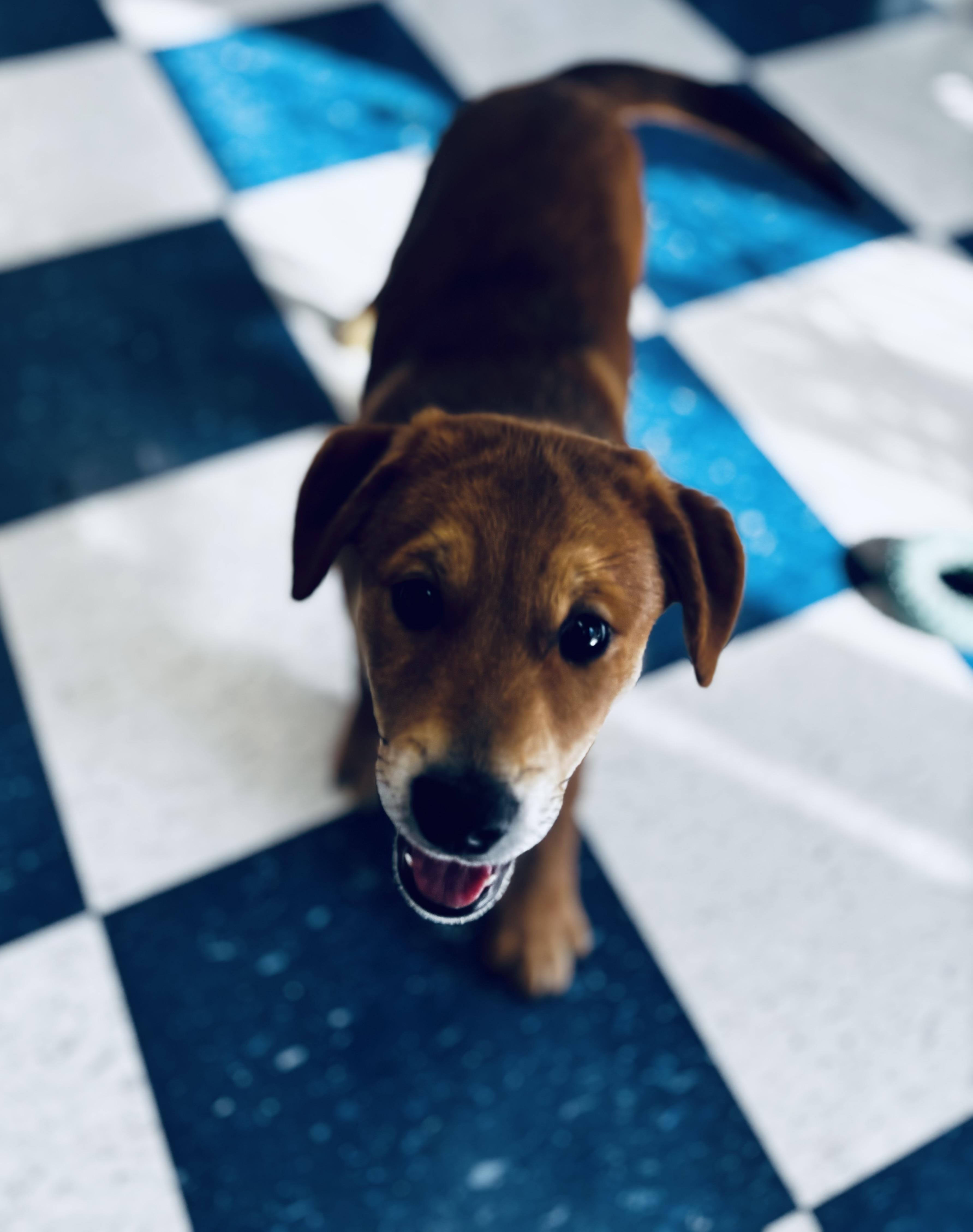 Enlarge Commander, a ADOPTABLE mixed breed in Auburn, AL image 3/3