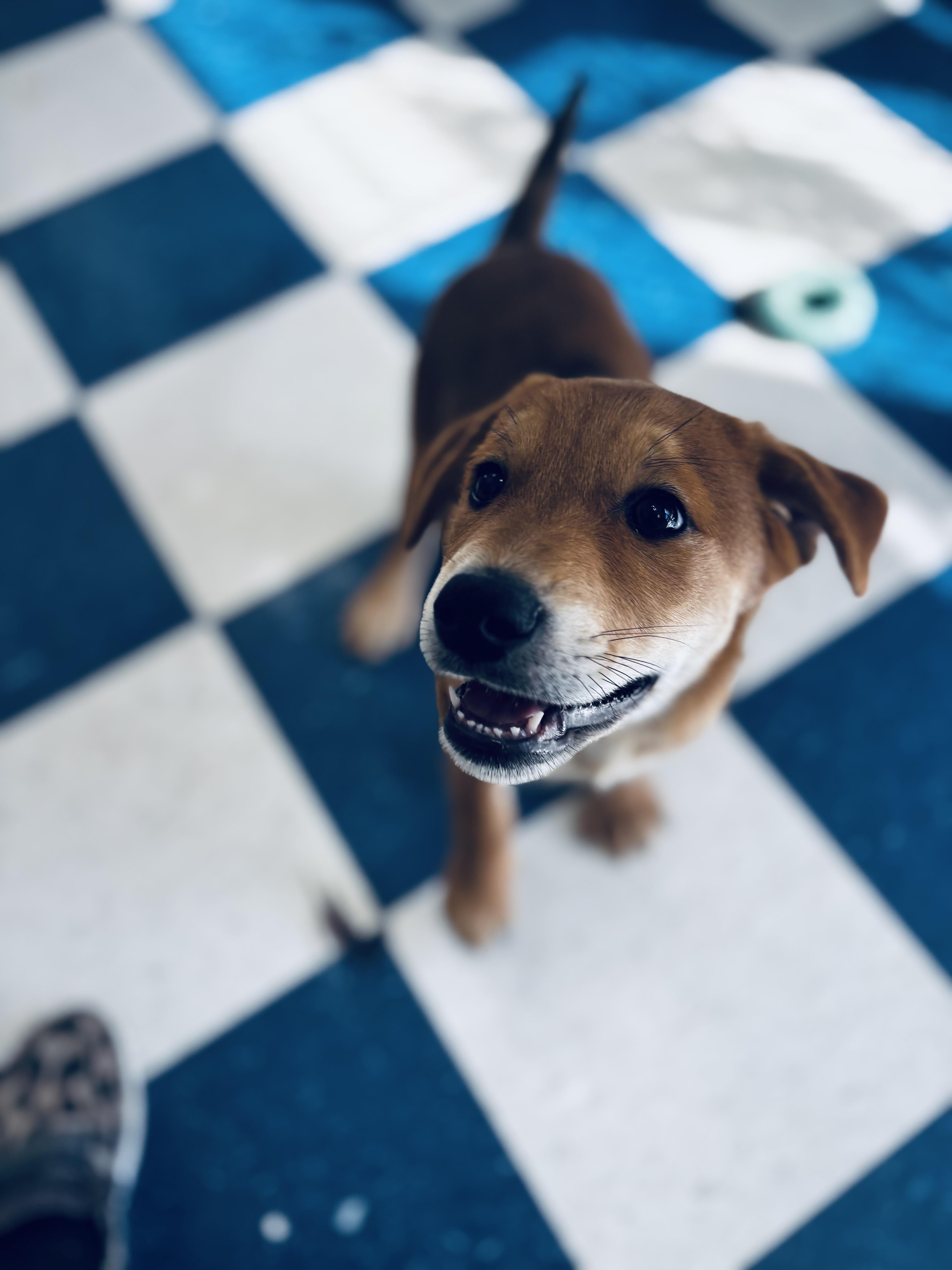 Enlarge Commander, a ADOPTABLE mixed breed in Auburn, AL image 2/3