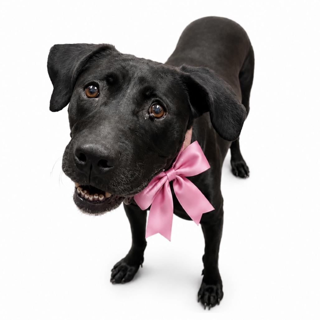Bonnie(Foster for the Heat), Adoptable, Senior Female Mixed Breed.