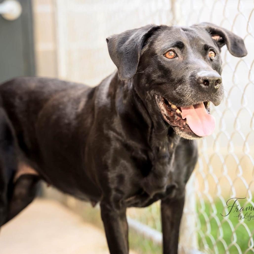 Enlarge Bonnie(Foster for the Heat), a Adoptable Mixed Breed in Columbiana, AL image 2/6