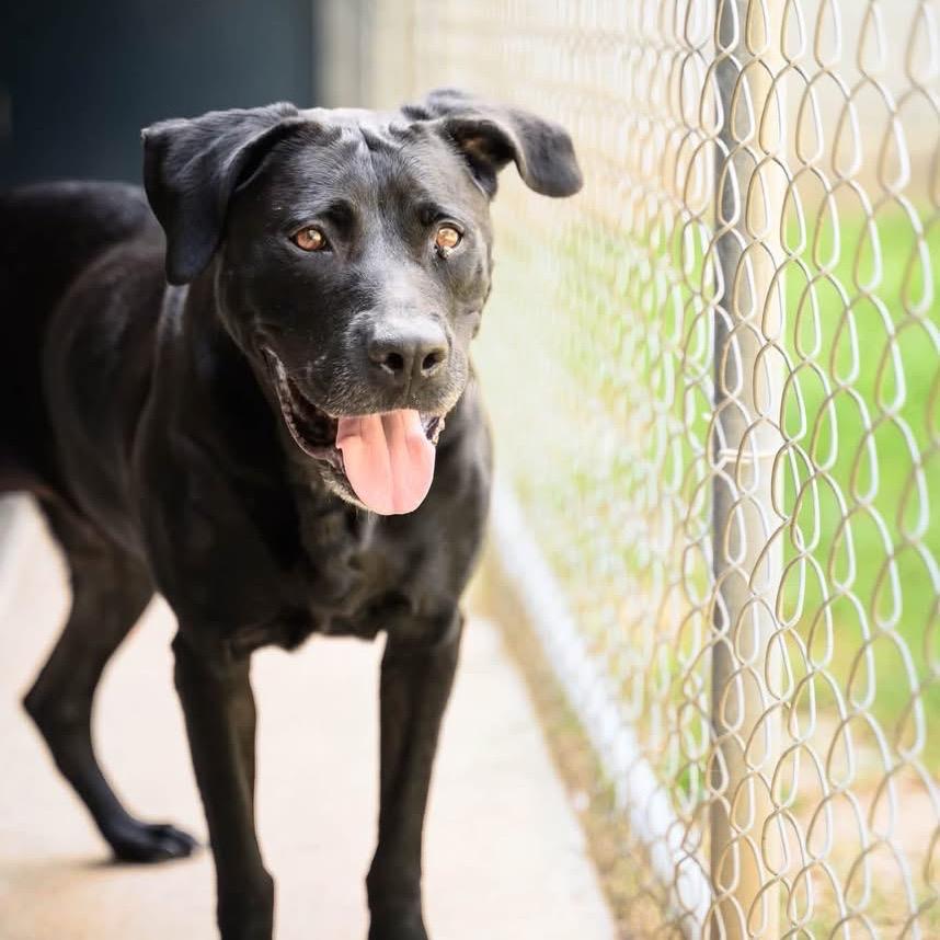 Enlarge Bonnie(Foster for the Heat), a Adoptable Mixed Breed in Columbiana, AL image 3/6