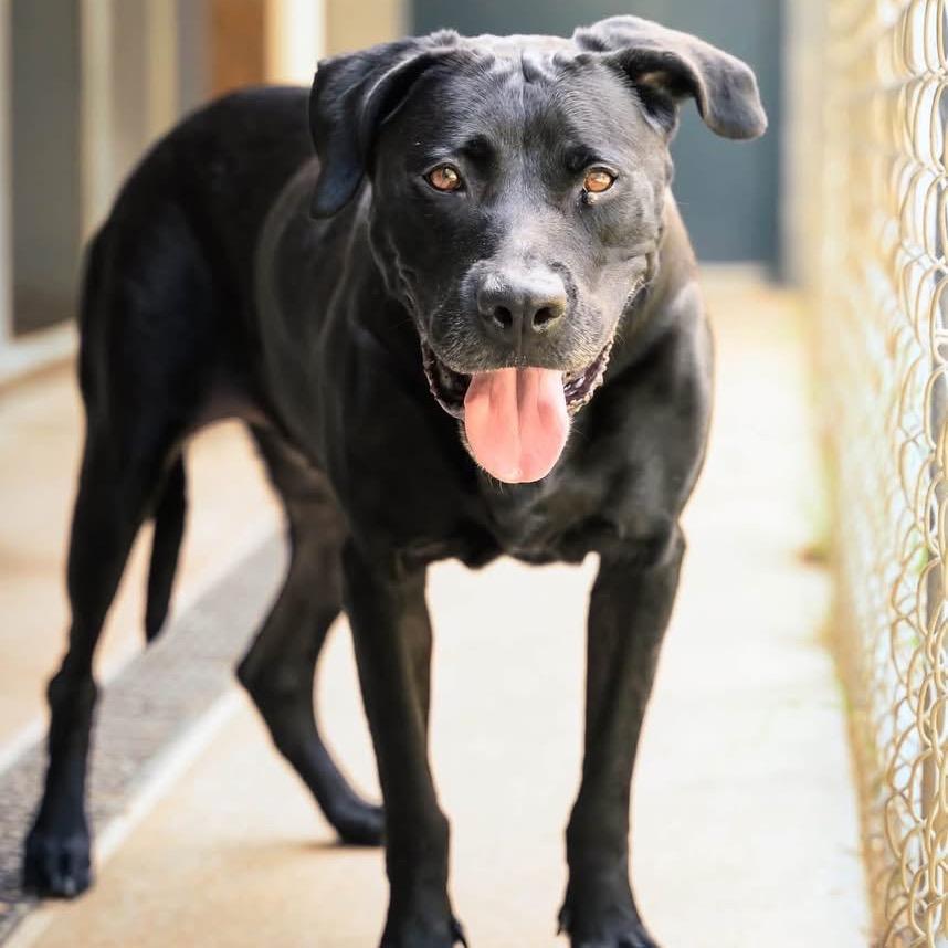 Enlarge Bonnie(Foster for the Heat), a Adoptable Mixed Breed in Columbiana, AL image 4/6