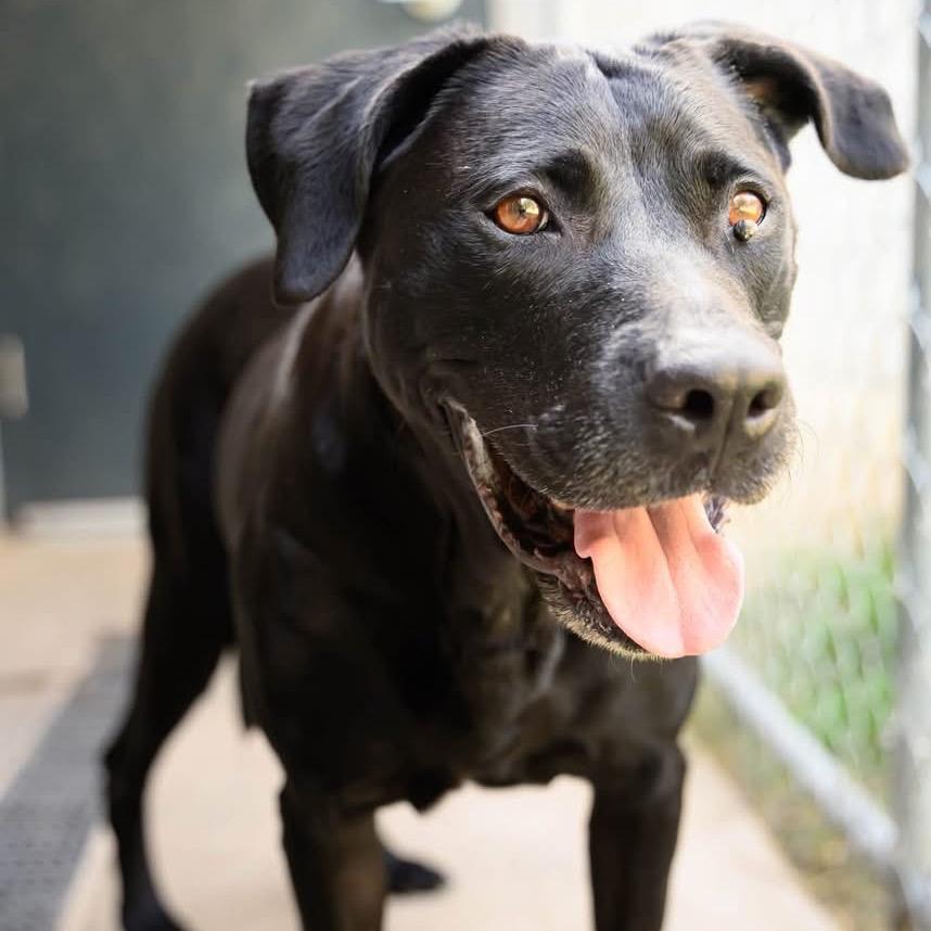 Enlarge Bonnie(Foster for the Heat), a Adoptable Mixed Breed in Columbiana, AL image 5/6