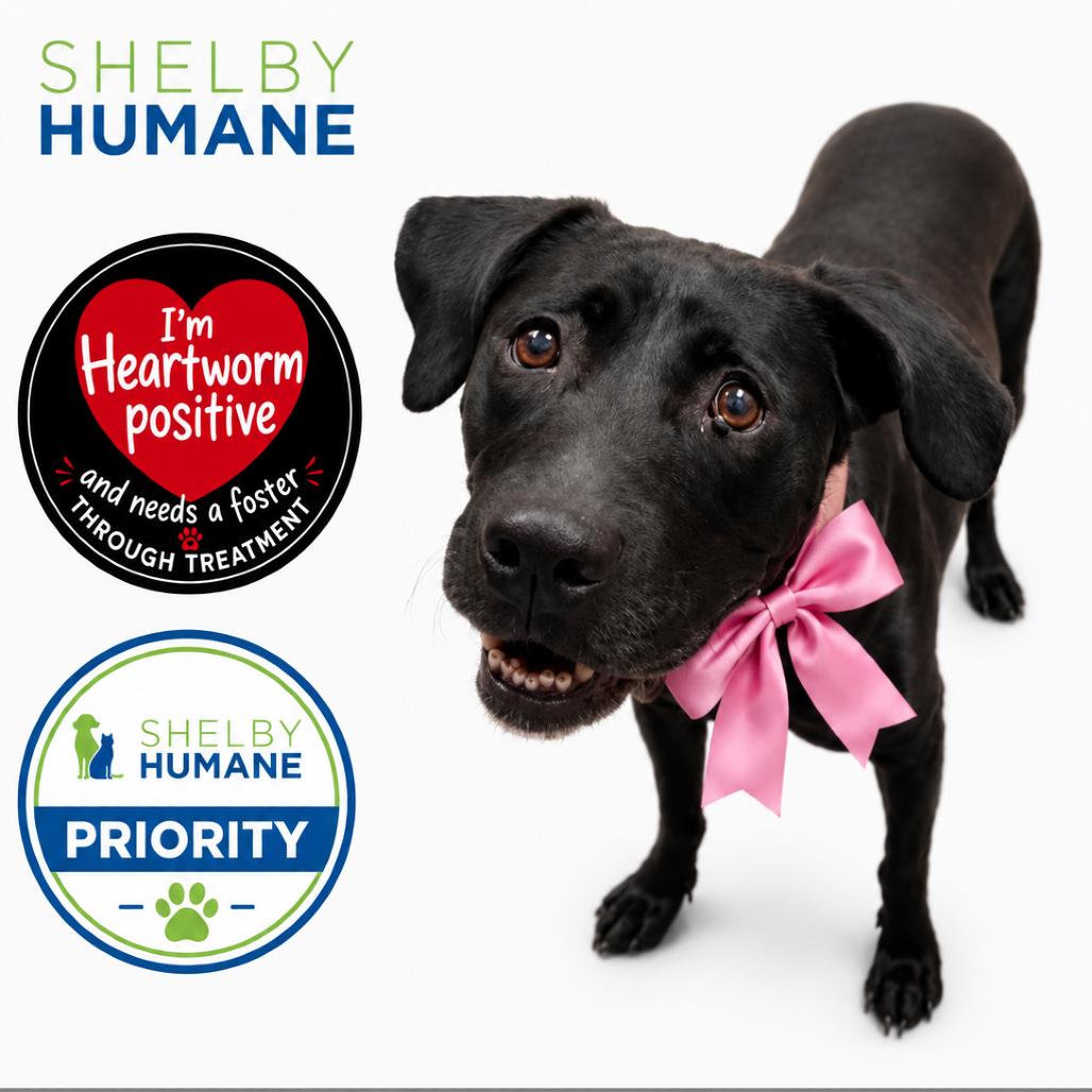 Enlarge Bonnie(Foster for the Heat), a Adoptable Mixed Breed in Columbiana, AL image 6/6