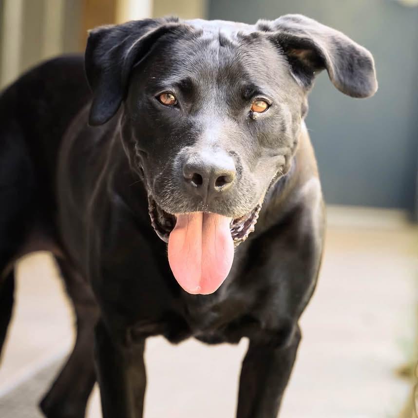 Enlarge Bonnie, a Adoptable Mixed Breed in Columbiana, AL image 6/6