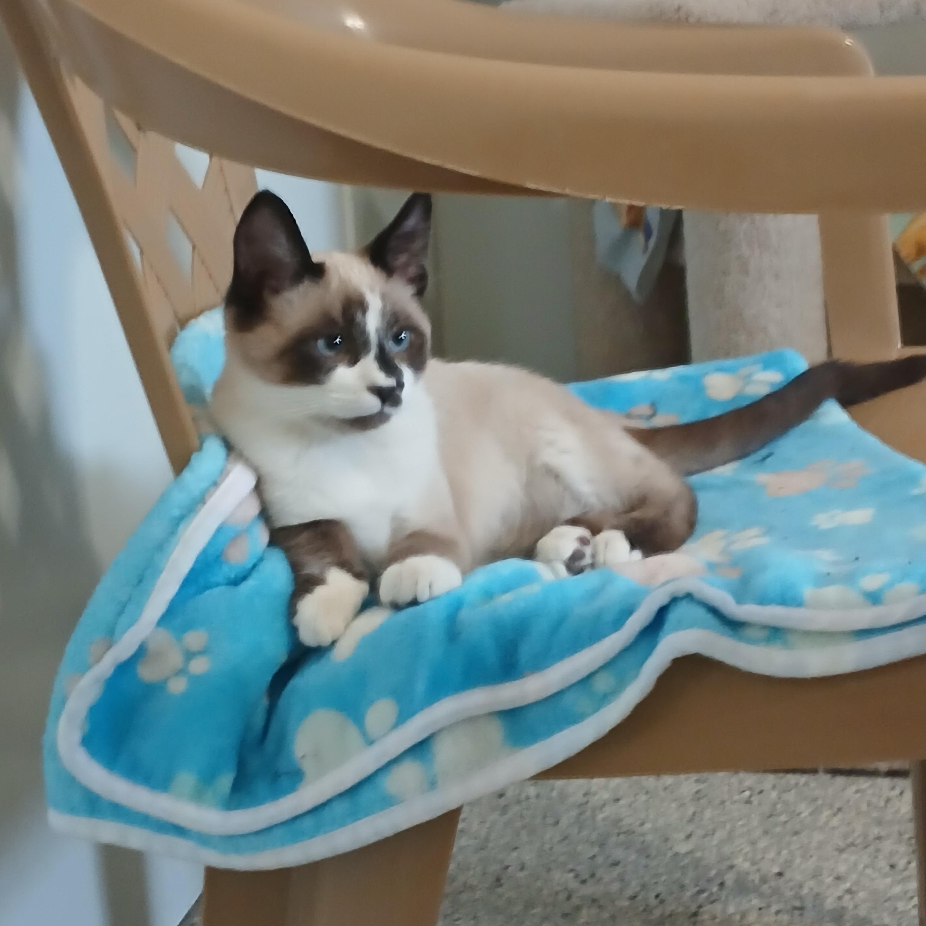 Mouse, adopted, Kitten Male Siamese.