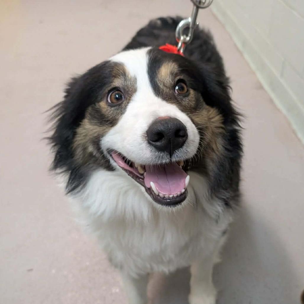 Spirit, Adoptable, Adult Male Australian Shepherd.