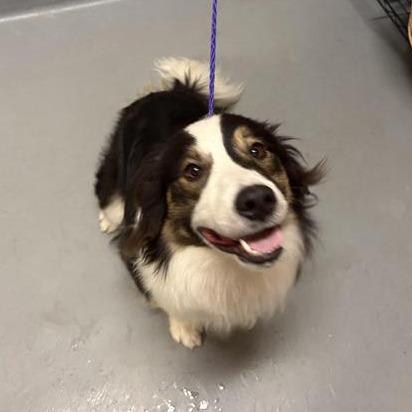 Spirit, a Adoptable mixed breed in Tacoma, WA image 2/3