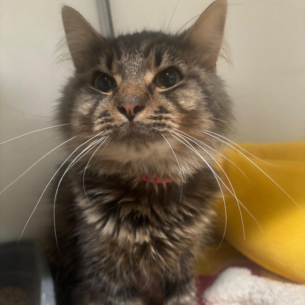 Enlarge Dutch 92C25, a Adoptable mixed breed in Napoleon, OH image 1/6