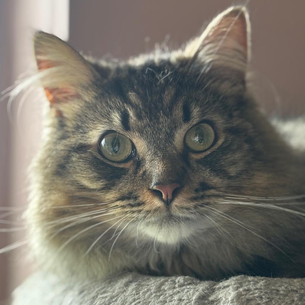 Enlarge Dutch 92C25, a Adoptable mixed breed in Napoleon, OH image 3/6