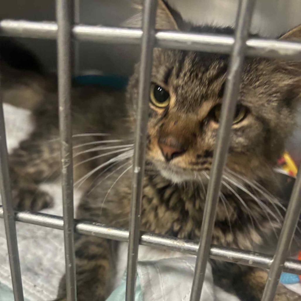 Enlarge Dutch 92C25, a Adoptable mixed breed in Napoleon, OH image 5/6