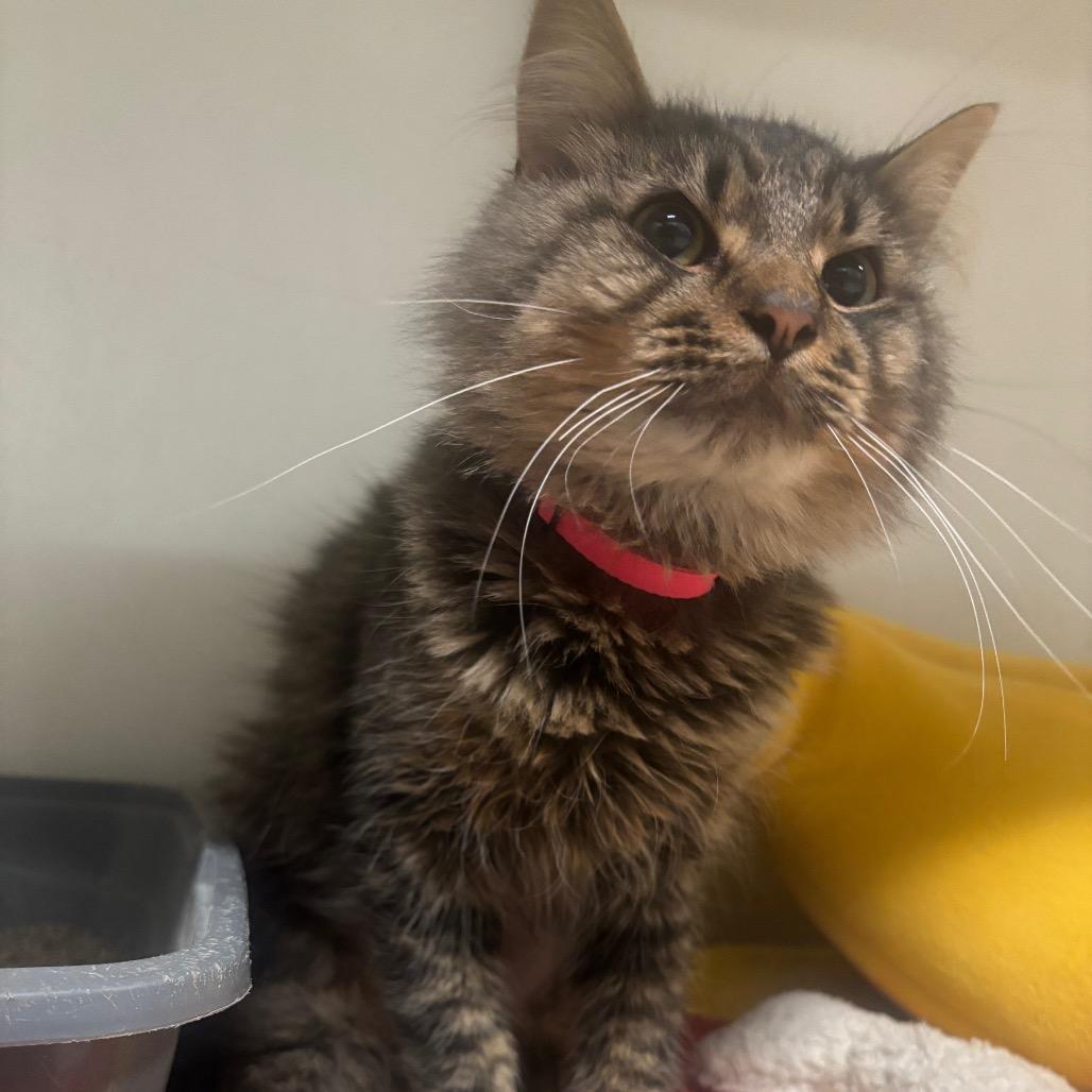 Enlarge Dutch 92C25, a Adoptable mixed breed in Napoleon, OH image 6/6