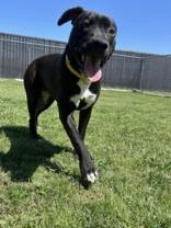 Palmer, a Adoptable mixed breed in Bedford, TX image 3/3