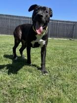 Palmer, a Adoptable mixed breed in Bedford, TX image 1/3