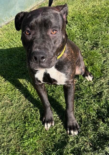 Palmer, a Adoptable mixed breed in Bedford, TX image 2/3