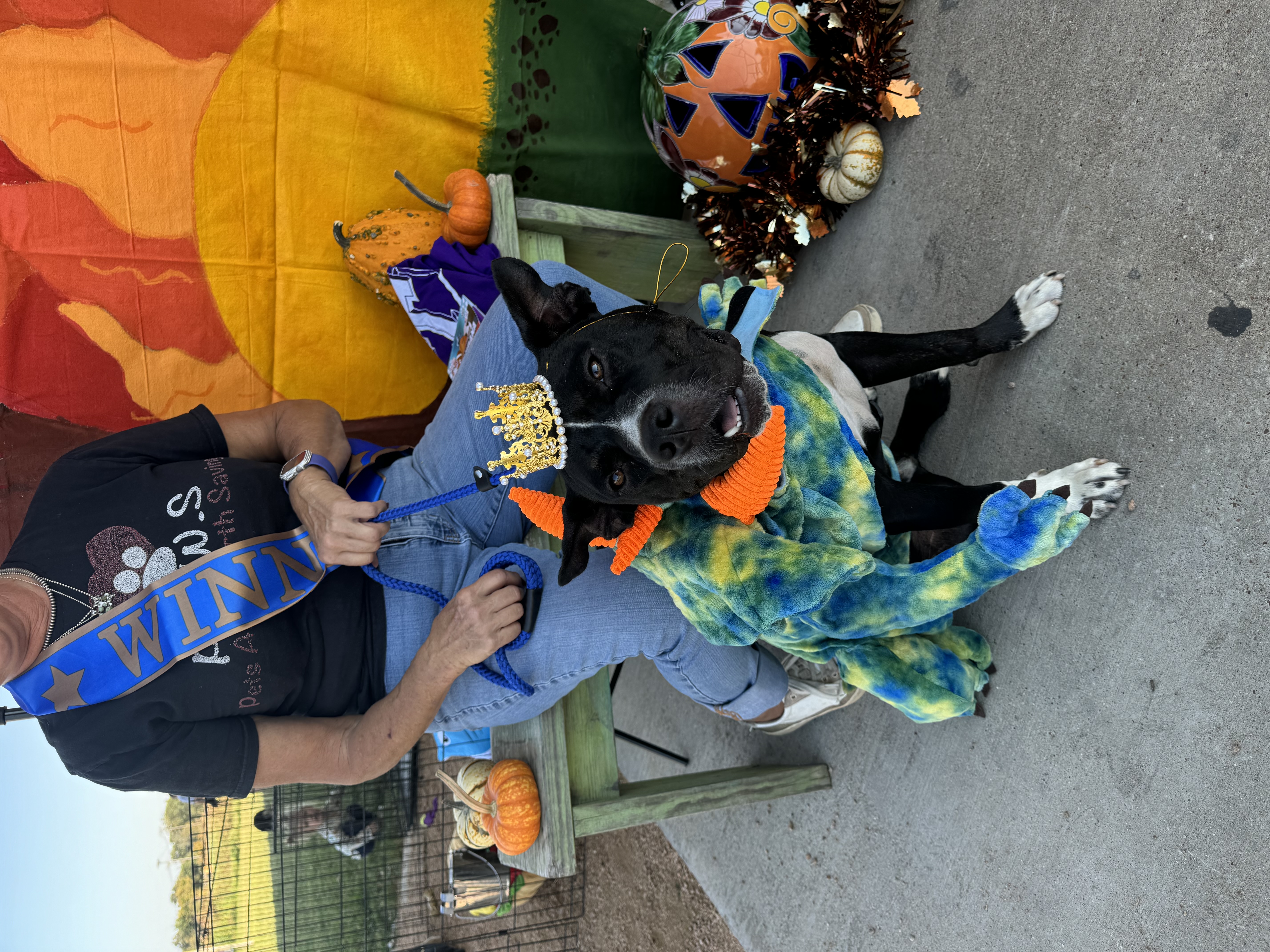 Enlarge Mikey, a Adopted Pit Bull Terrier in Stephenville, TX image 1/5