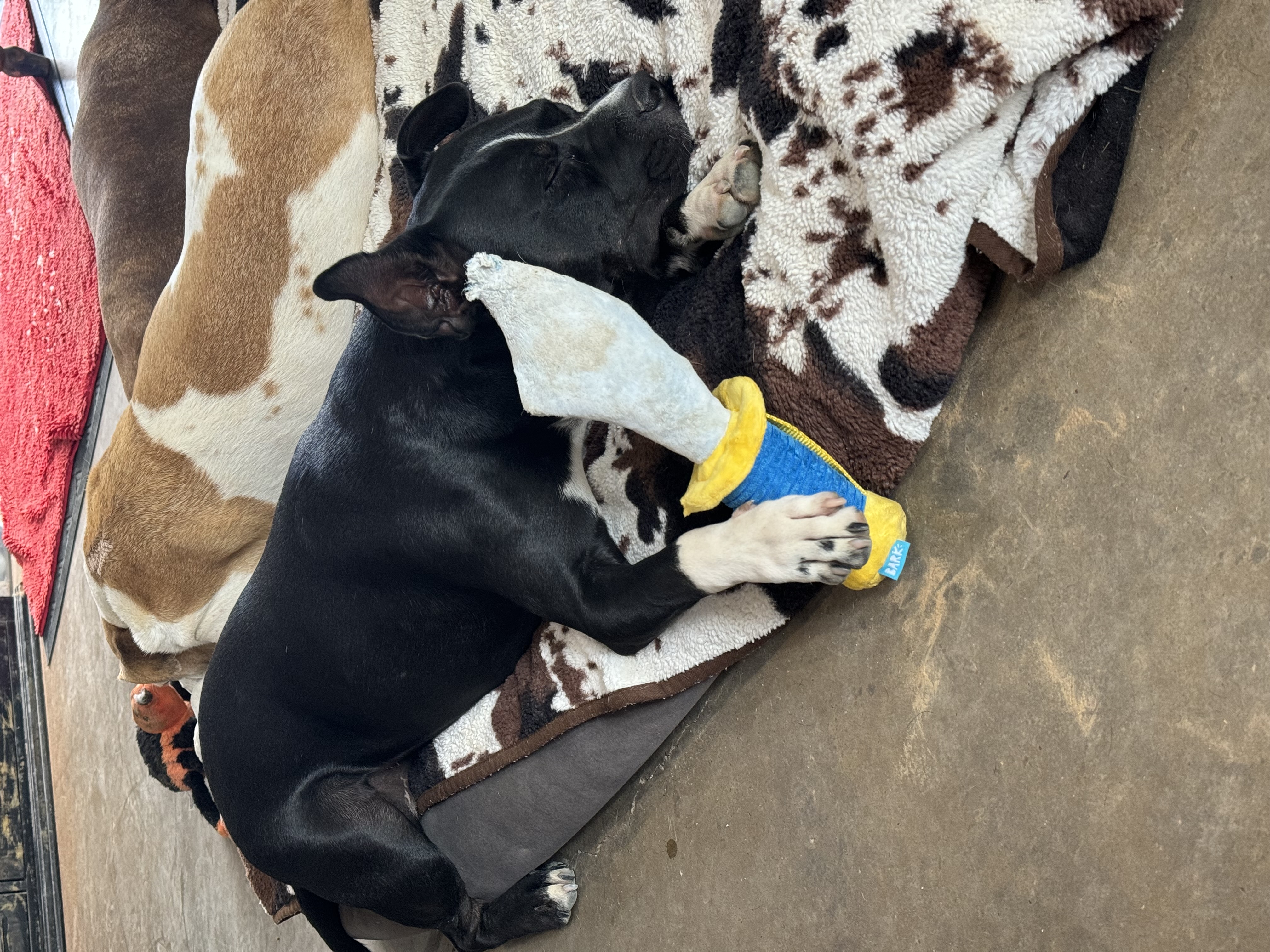 Enlarge Mikey, a Adopted Pit Bull Terrier in Stephenville, TX image 2/5