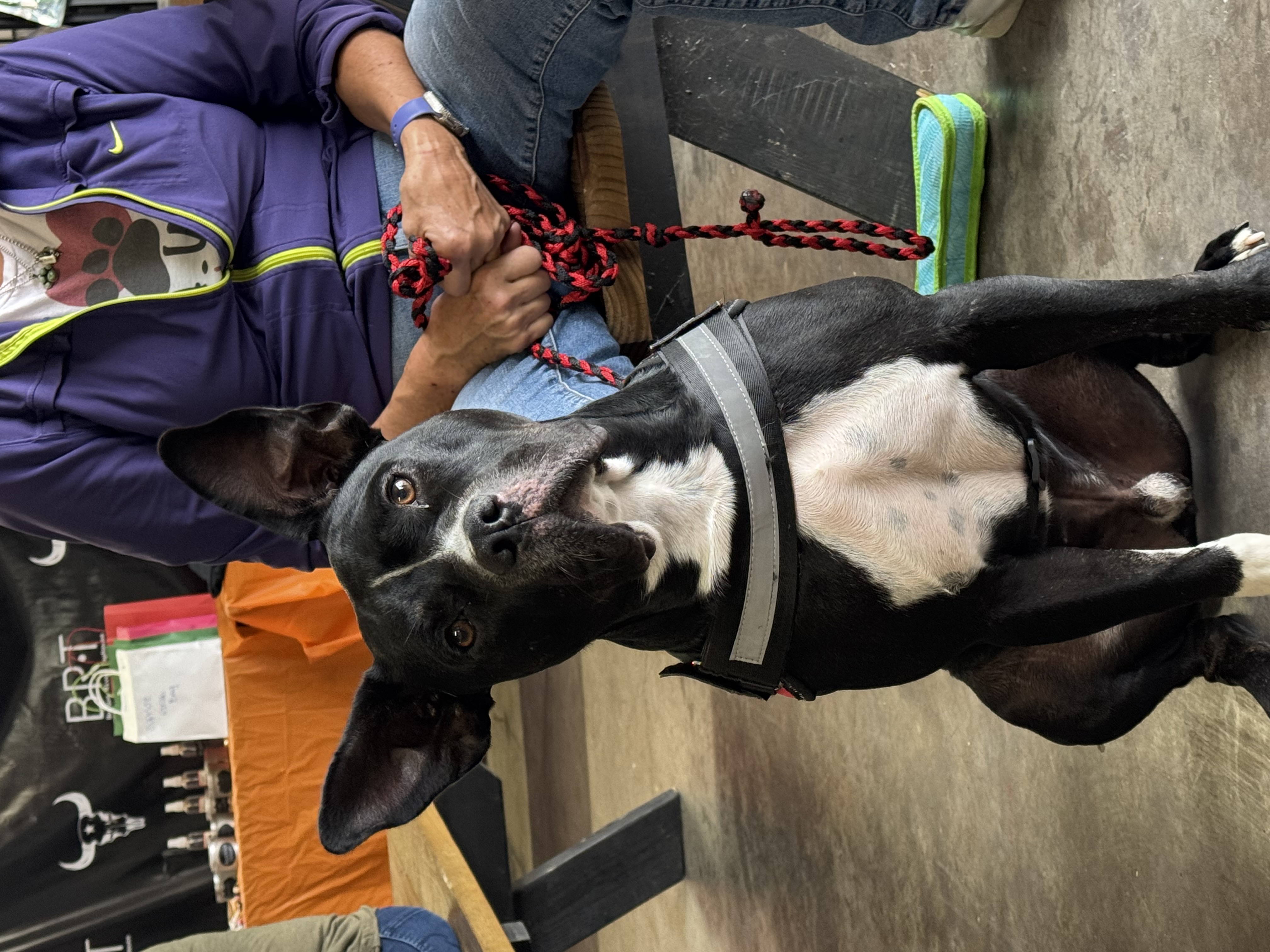 Enlarge Mikey, a Adopted Pit Bull Terrier in Stephenville, TX image 3/5