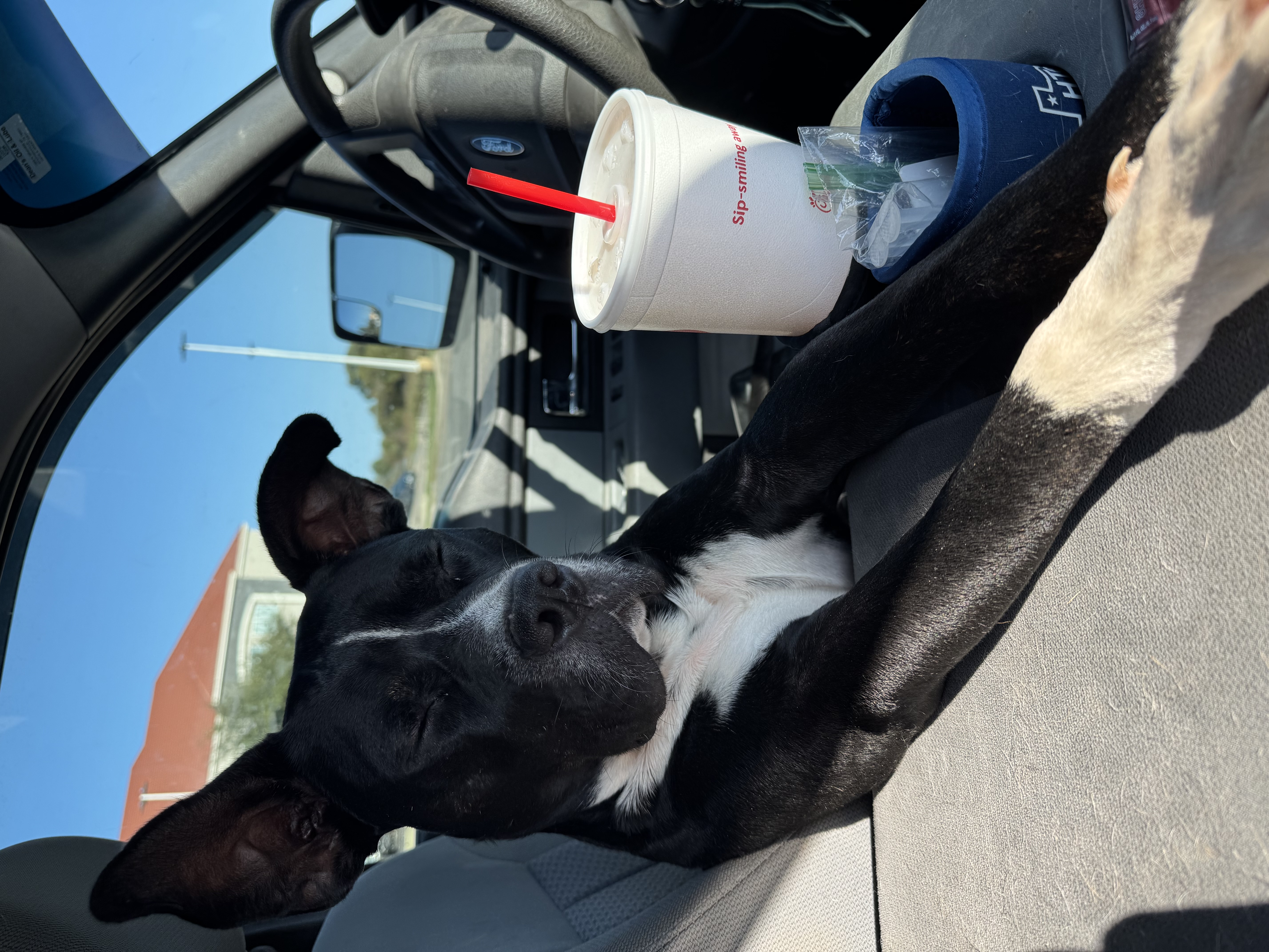 Enlarge Mikey, a Adopted Pit Bull Terrier in Stephenville, TX image 4/5