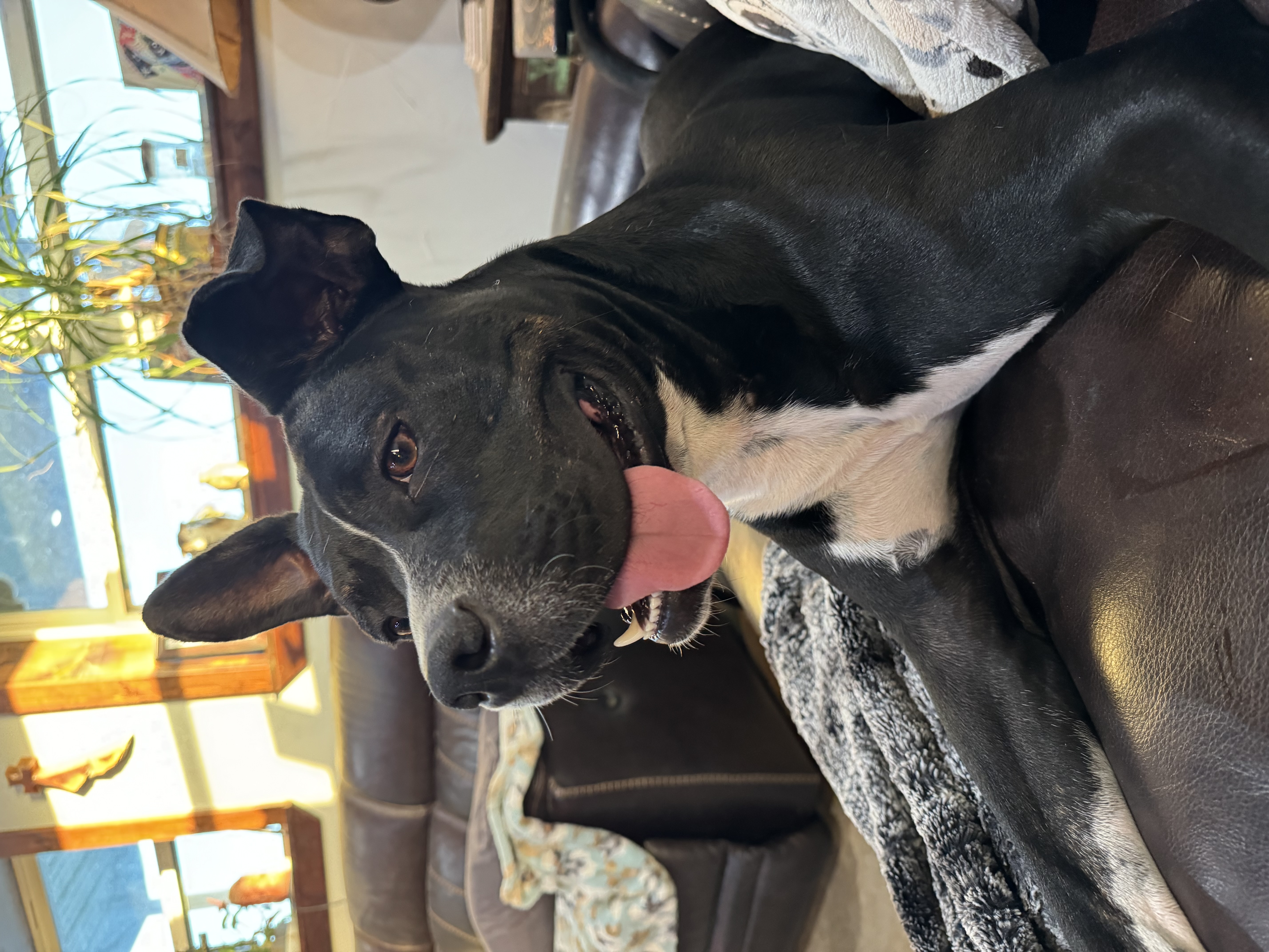 Enlarge Mikey, a Adopted Pit Bull Terrier in Stephenville, TX image 5/5