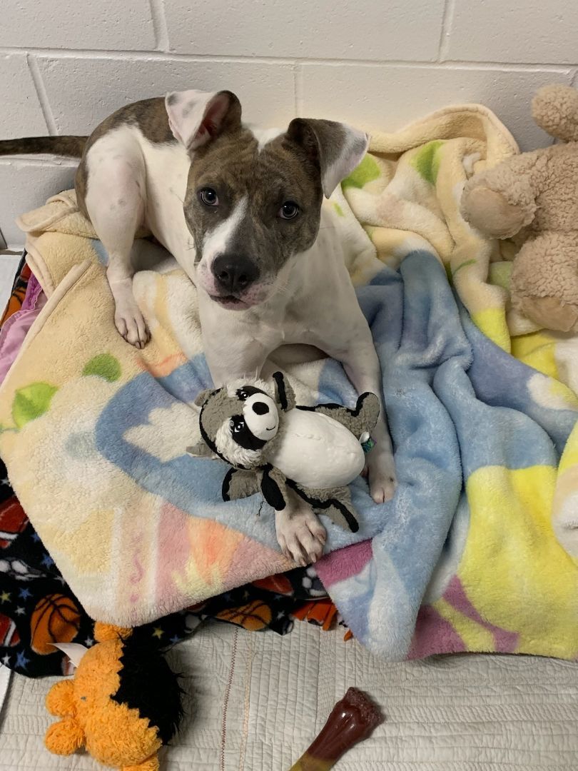 Ripley, Adoptable, Adult Female American Staffordshire Terrier.