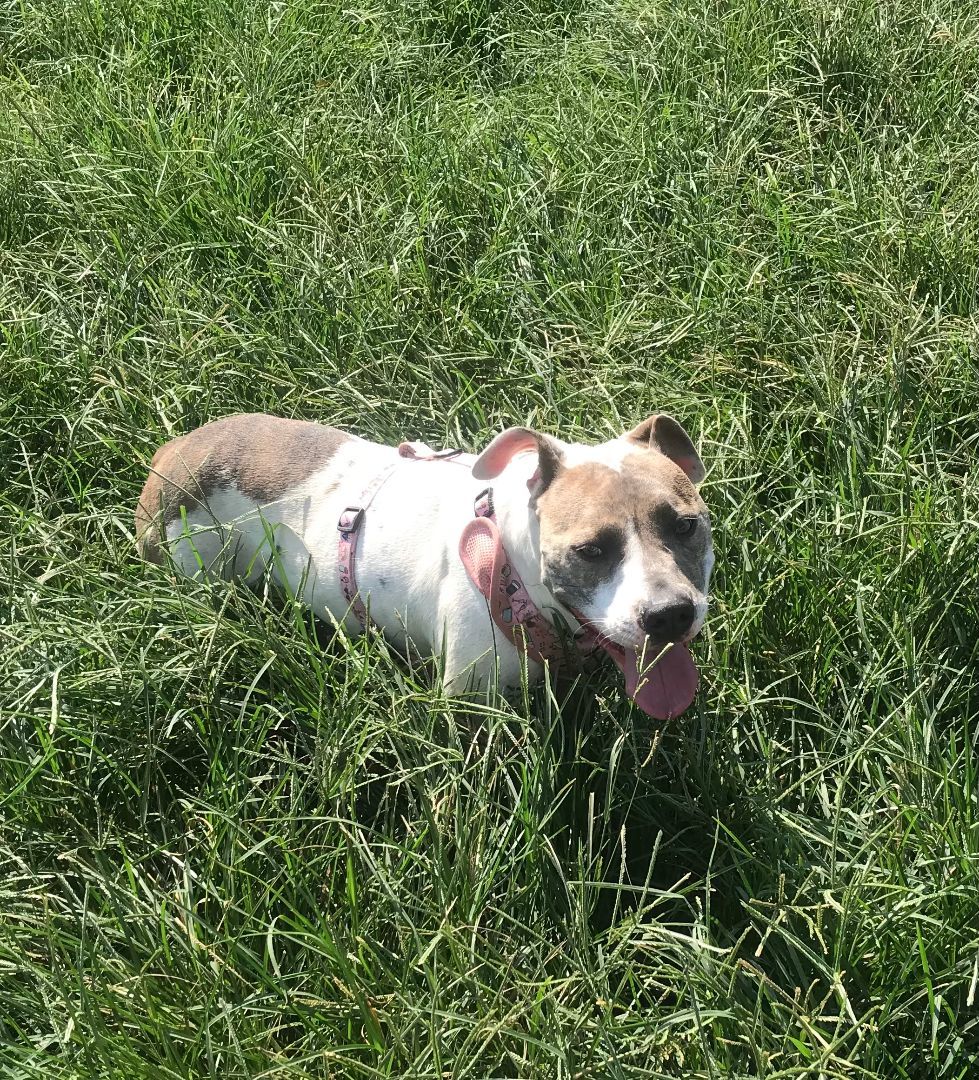 Ripley, a Adoptable American Staffordshire Terrier in Rockdale, TX image 2/6