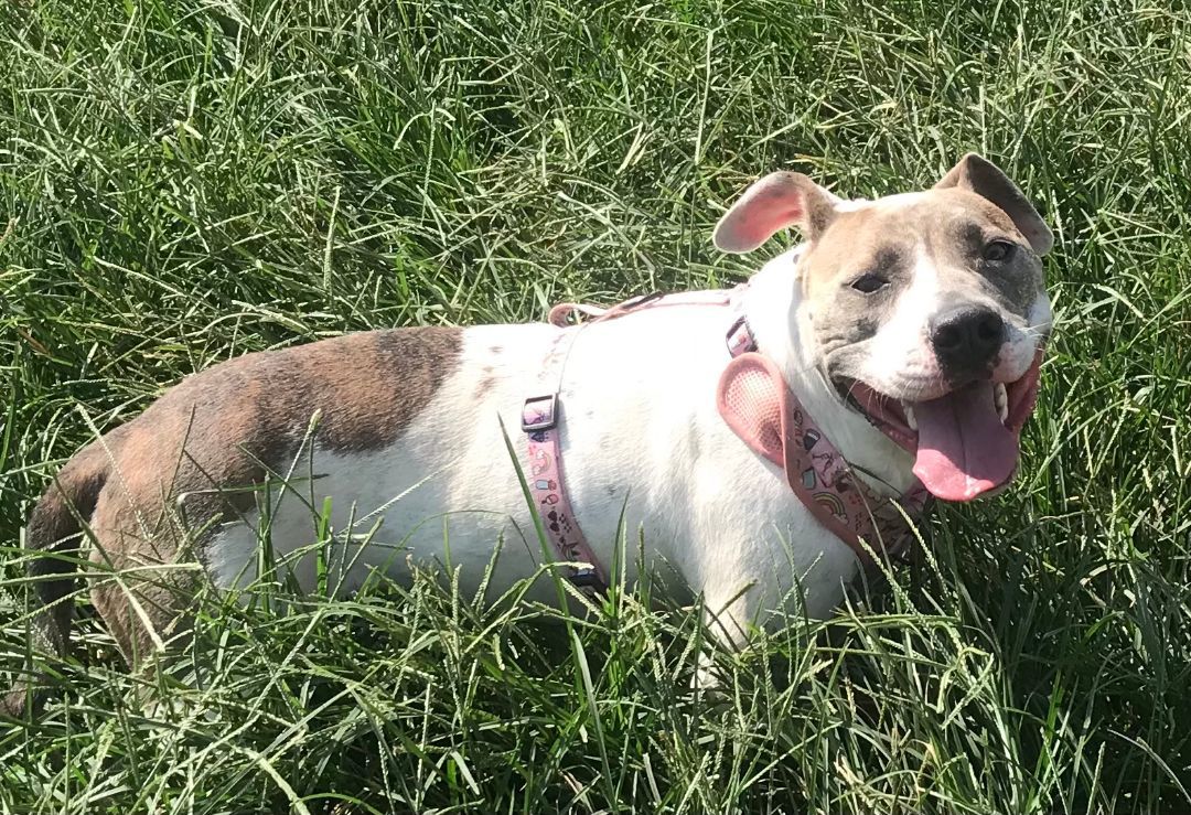 Ripley, a Adoptable American Staffordshire Terrier in Rockdale, TX image 3/6