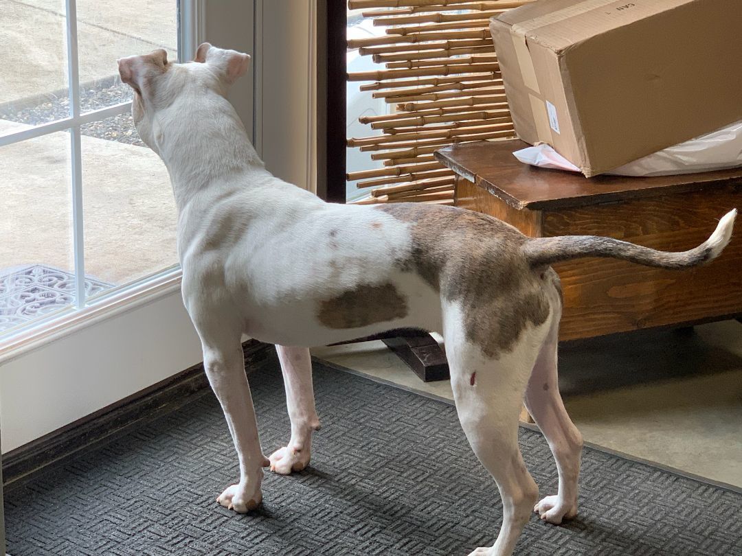 Ripley, a Adoptable American Staffordshire Terrier in Rockdale, TX image 4/6