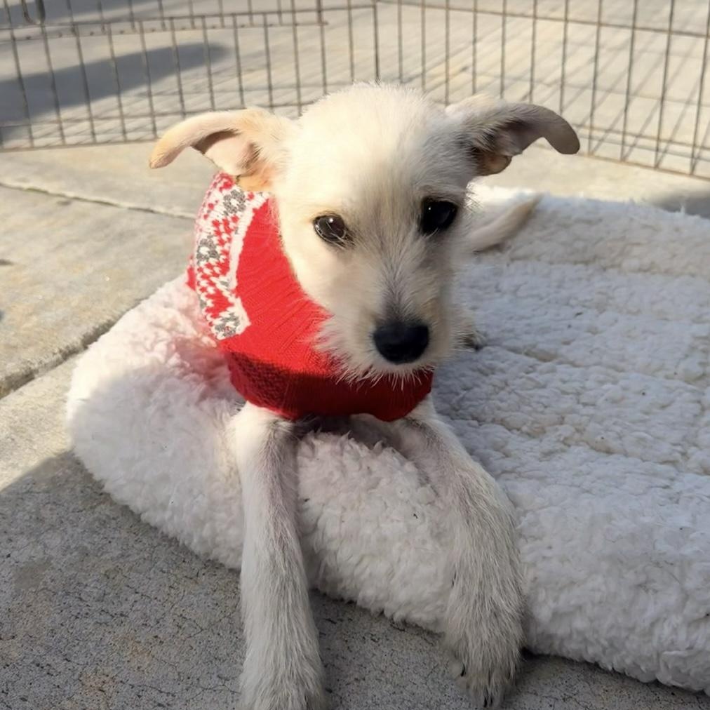 Letty, ADOPTABLE, Puppy Female Maltese & Terrier.