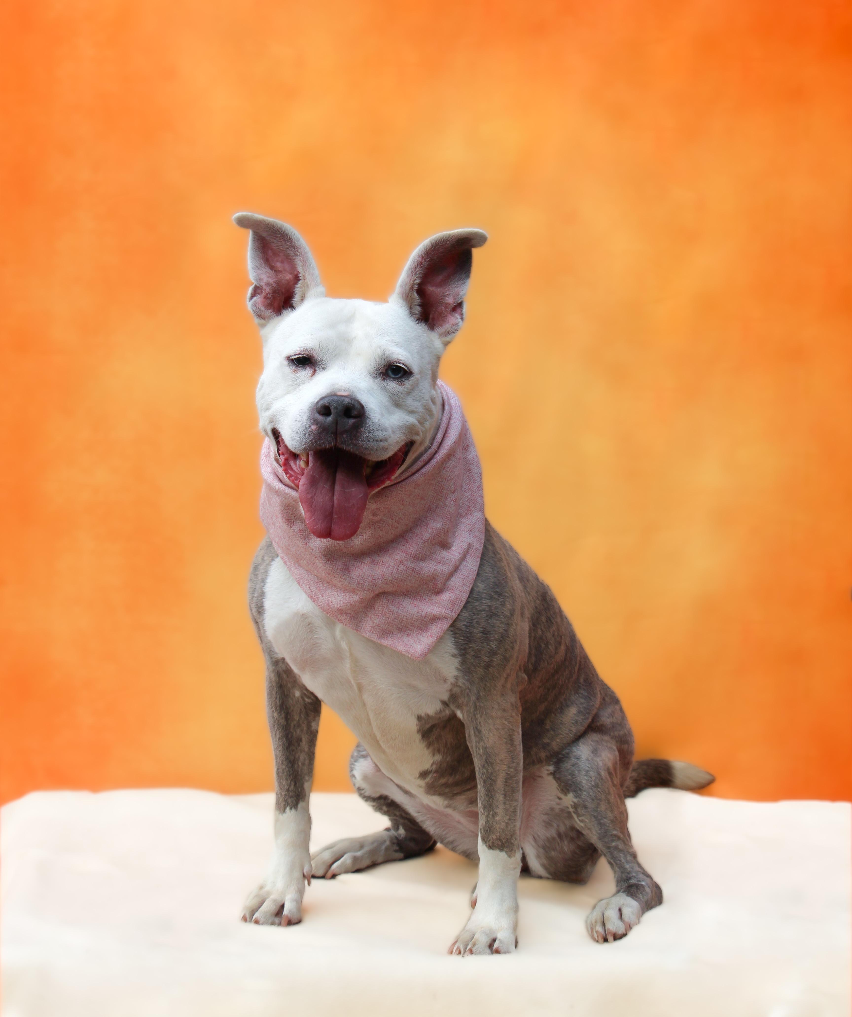 Enlarge Dixie, a ADOPTABLE mixed breed in Hampton Bays, NY image 1/3