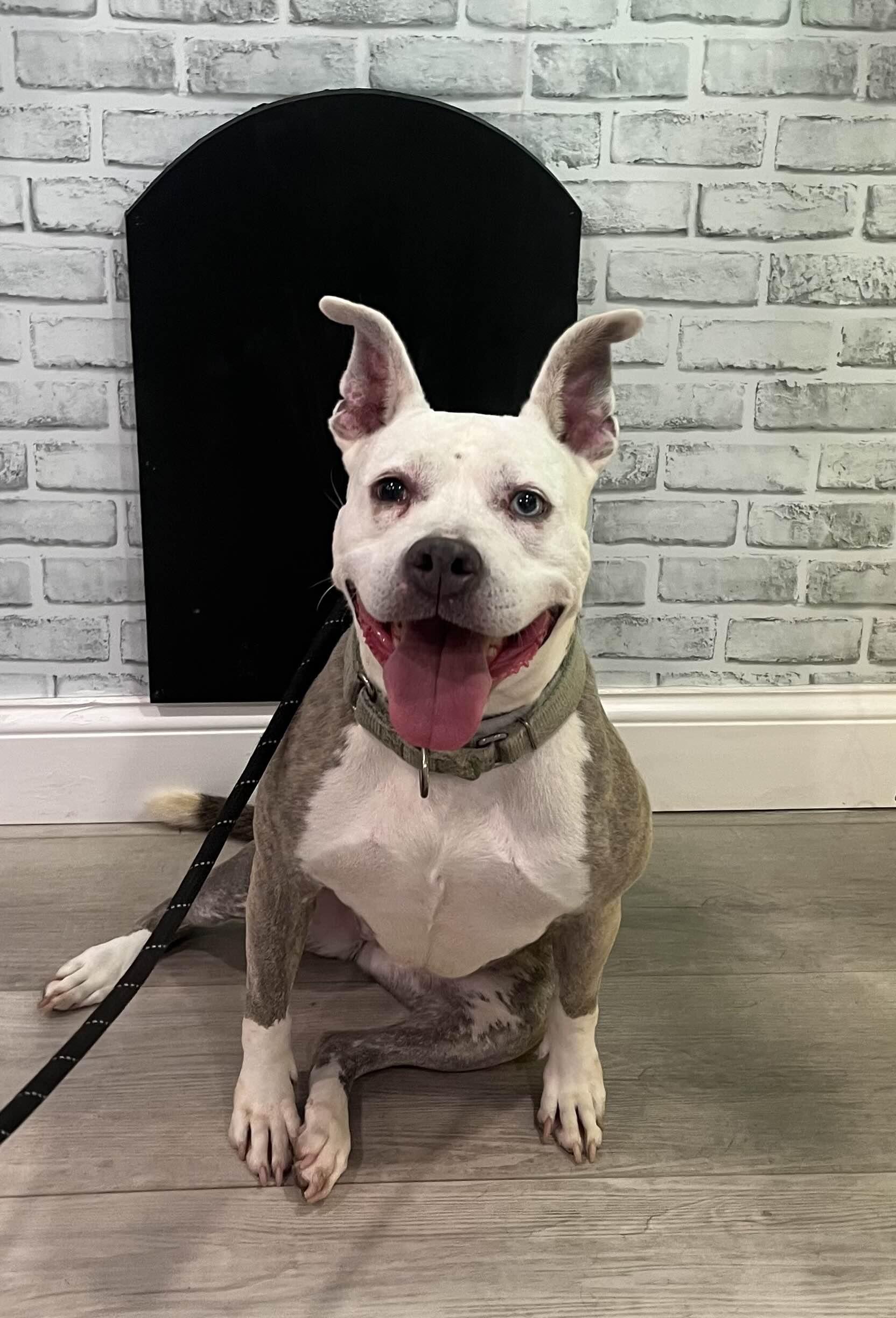 Enlarge Dixie, a ADOPTABLE mixed breed in Hampton Bays, NY image 2/3