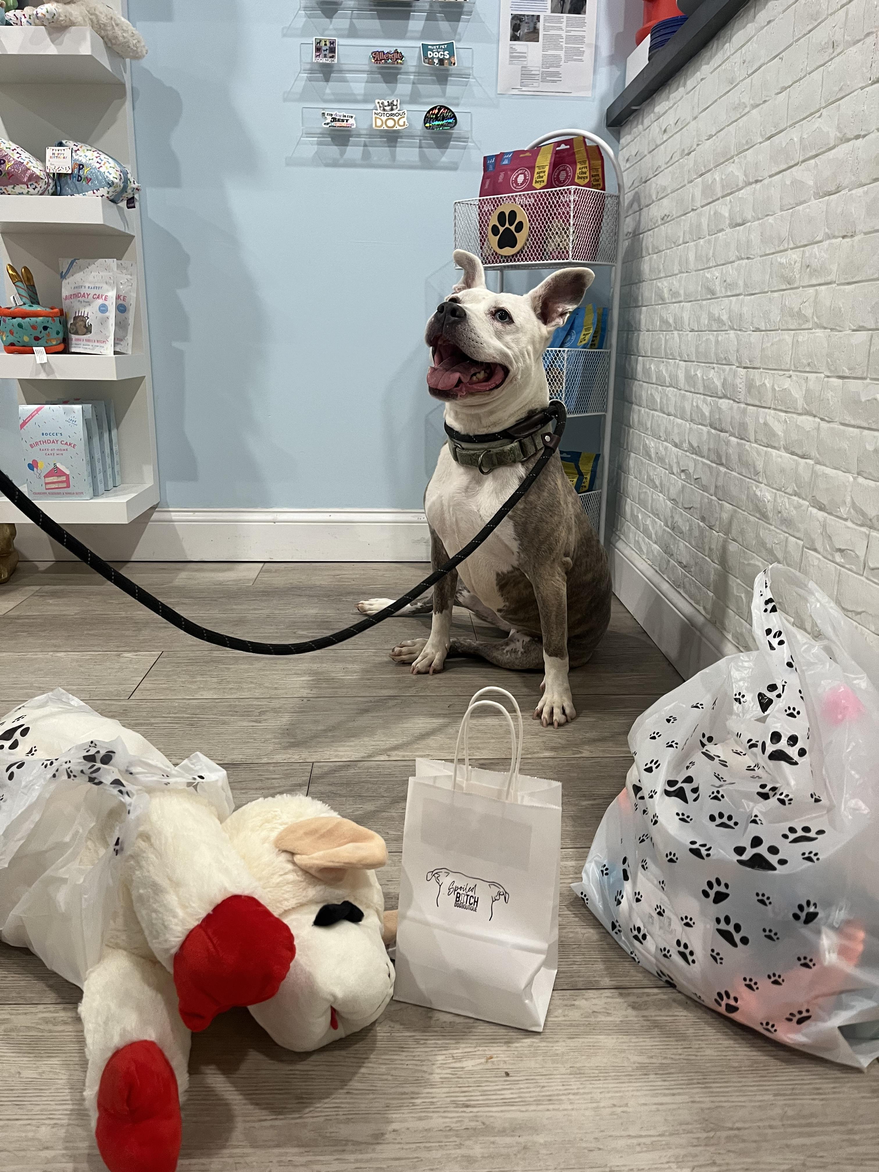 Enlarge Dixie, a ADOPTABLE mixed breed in Hampton Bays, NY image 3/3